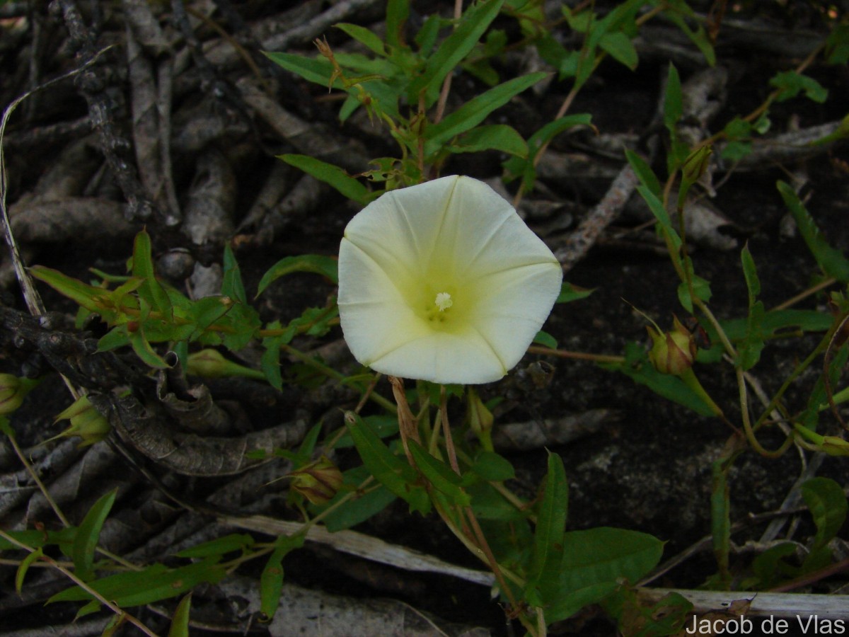 Xenostegia tridentata (L.) D.F.Austin & Staples
